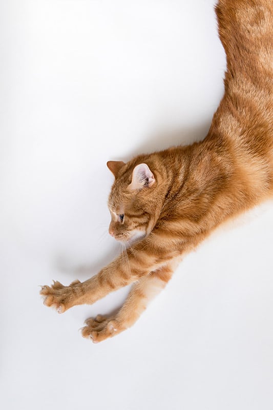 Orange tabby cat stretching