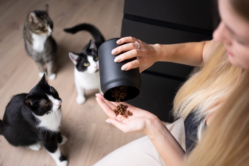 owner getting treats from jar