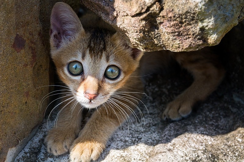 scared stray kitten hiding away