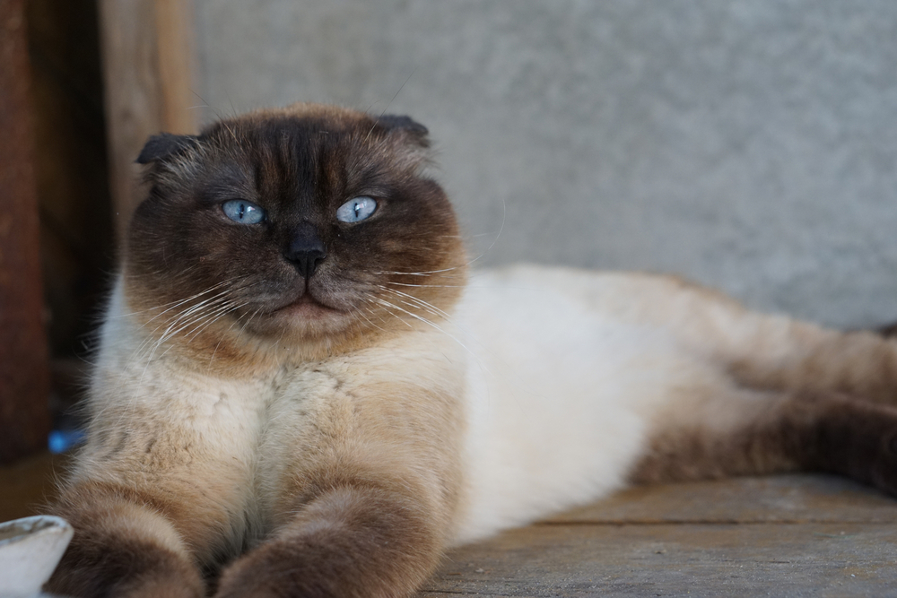 scottish fold siamese mix cat