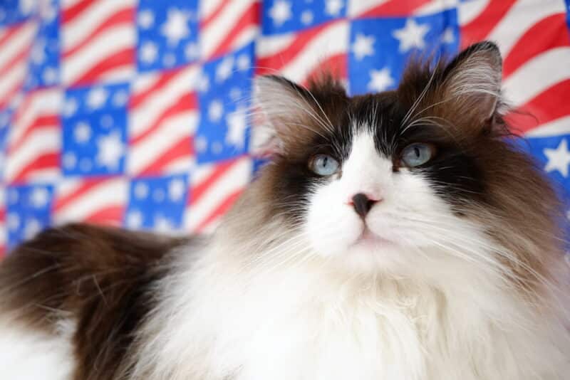 Patriotic American 4th of July Ragdoll Bi Color Cat