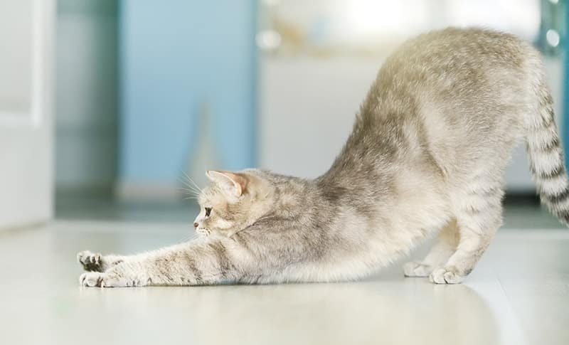 silver cat stretching downward
