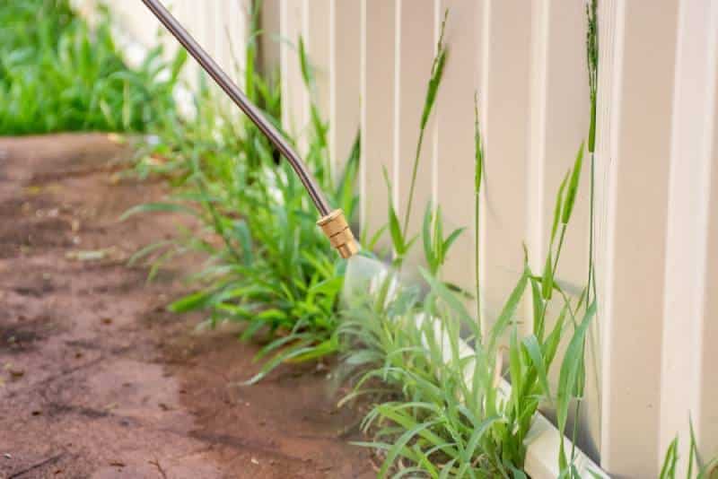 spraying weed killer outdoors