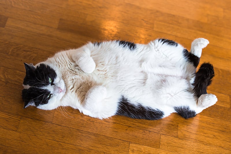 submissive cat lying on the floor