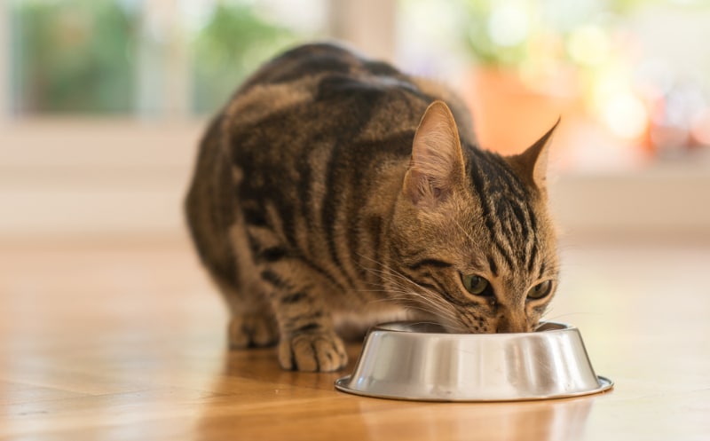 tabby cat eating on metal bowl