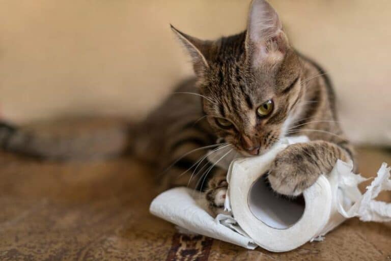 6 Weird Things Cats Eat VetReviewed Safety Tips & Considerations