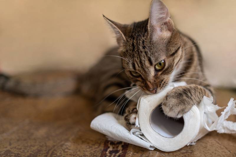 tabby cat eating or playing with roll of toilet paper