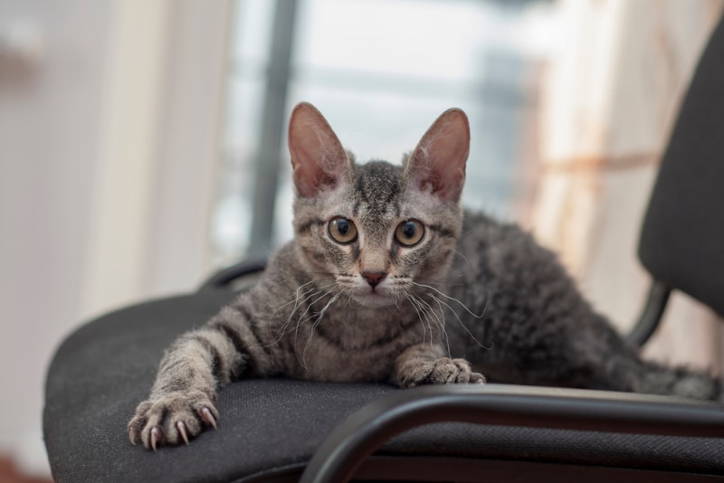 tabby cat with curly whiskers lying on chair