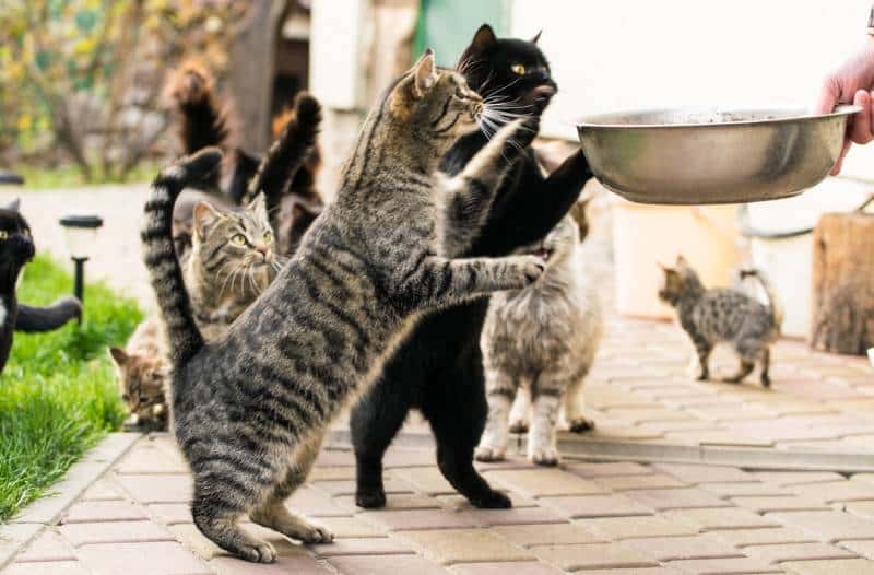 tabby stray cats eating food outdoors