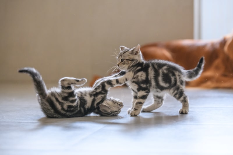 two kittens playing