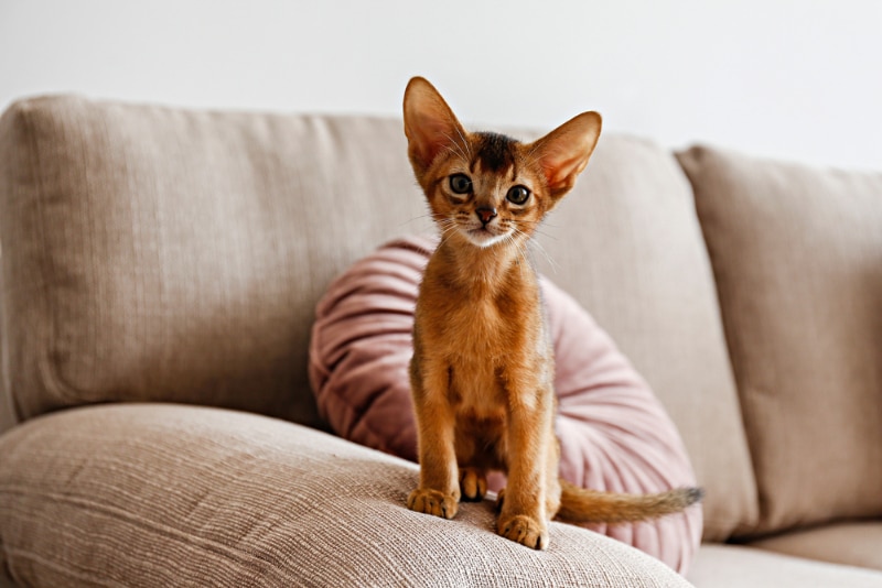 two month old abyssinian kitten sitting on sofa