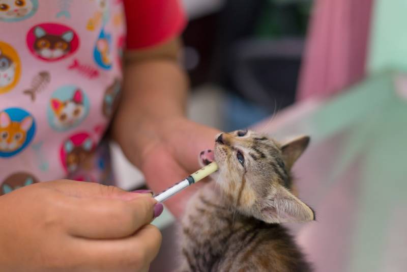 vet deworming the kitten