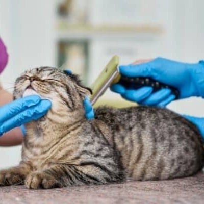 Happy Cat Spa - Deshedding Treatment