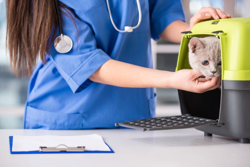 vet getting the kitten out from the carrier