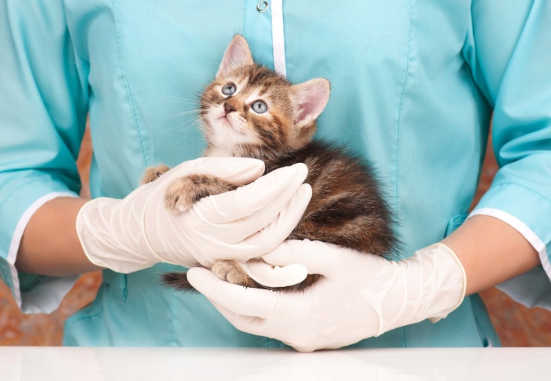 vet holding a kitten