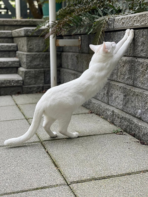 white cat stretching upright on the wall