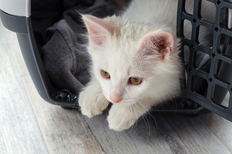 white kitten lying in the pet carrier