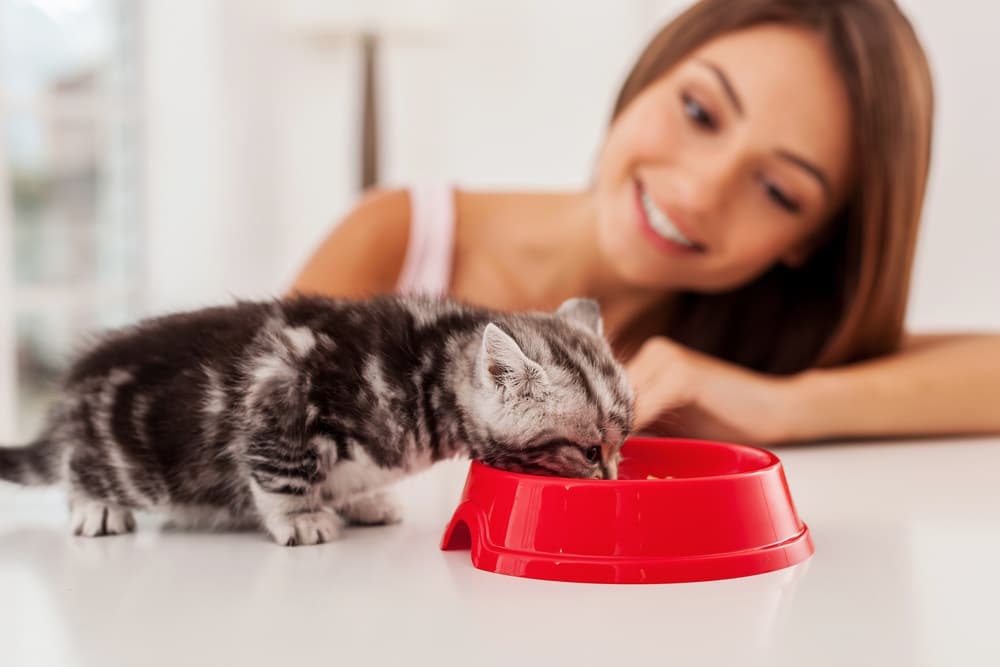 woman-feeding-kitten