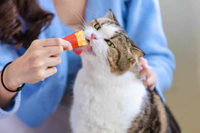 woman gives a cat wet treats