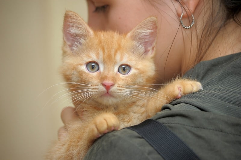 woman hugging a cute kitten