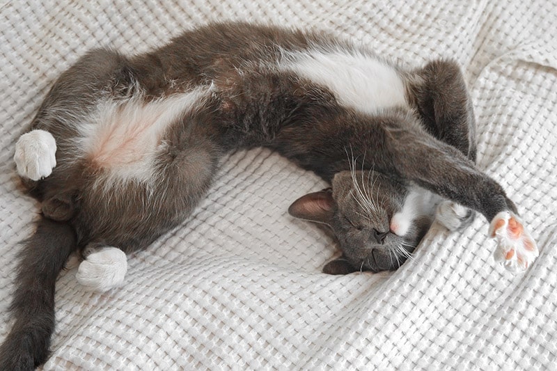 young grey cat doing a belly stretch