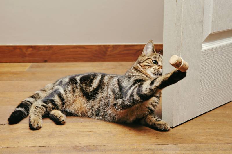 young tabby cat playing with a cork in a house