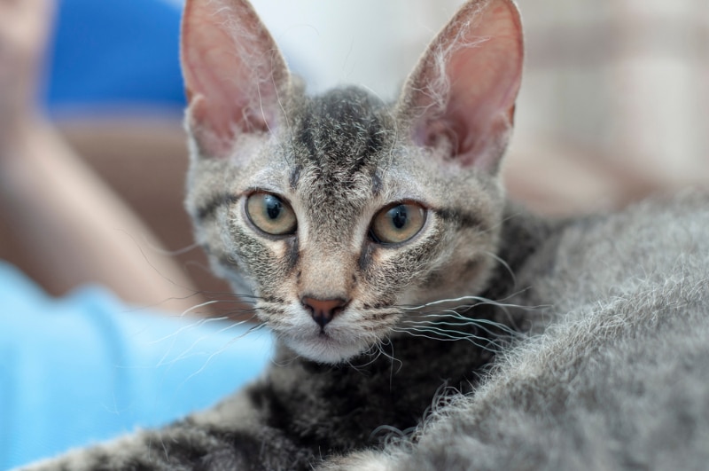 young tabby cat with curly hair and whiskers