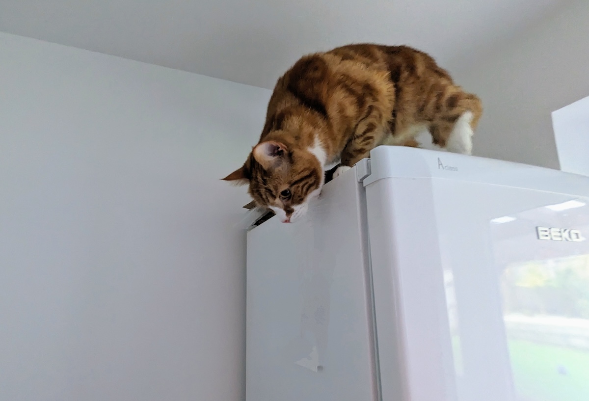 Alex, who is perfectly capable of getting off the fridge by himself.