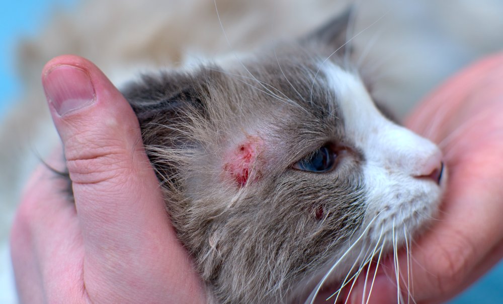 Allergic skin diseases or Atypical dermatitis or Skin diseases in domestic cats