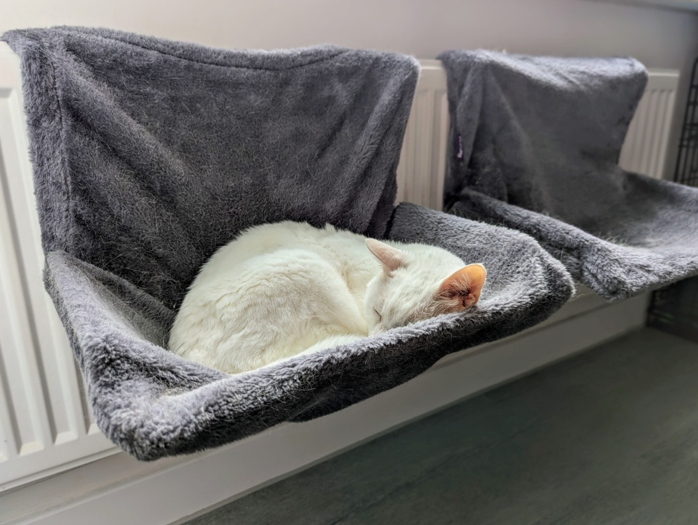 And finally, Clutch using his radiator bed!