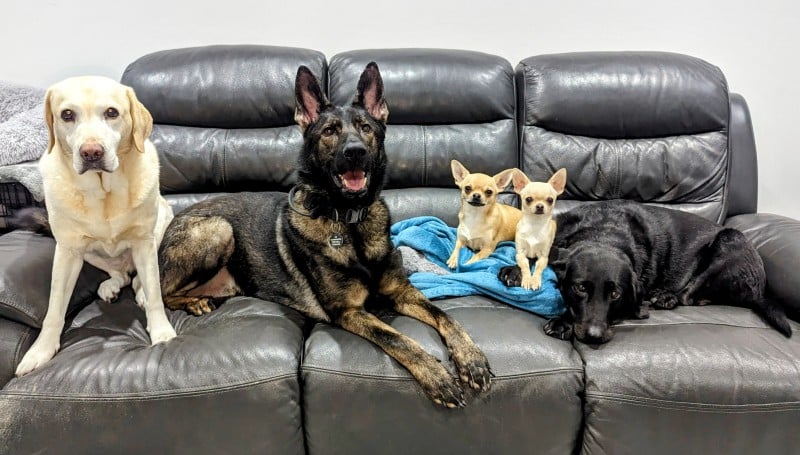 Bailey, Kodah, Fred, Ned, and Poppy, who share our home with our cats