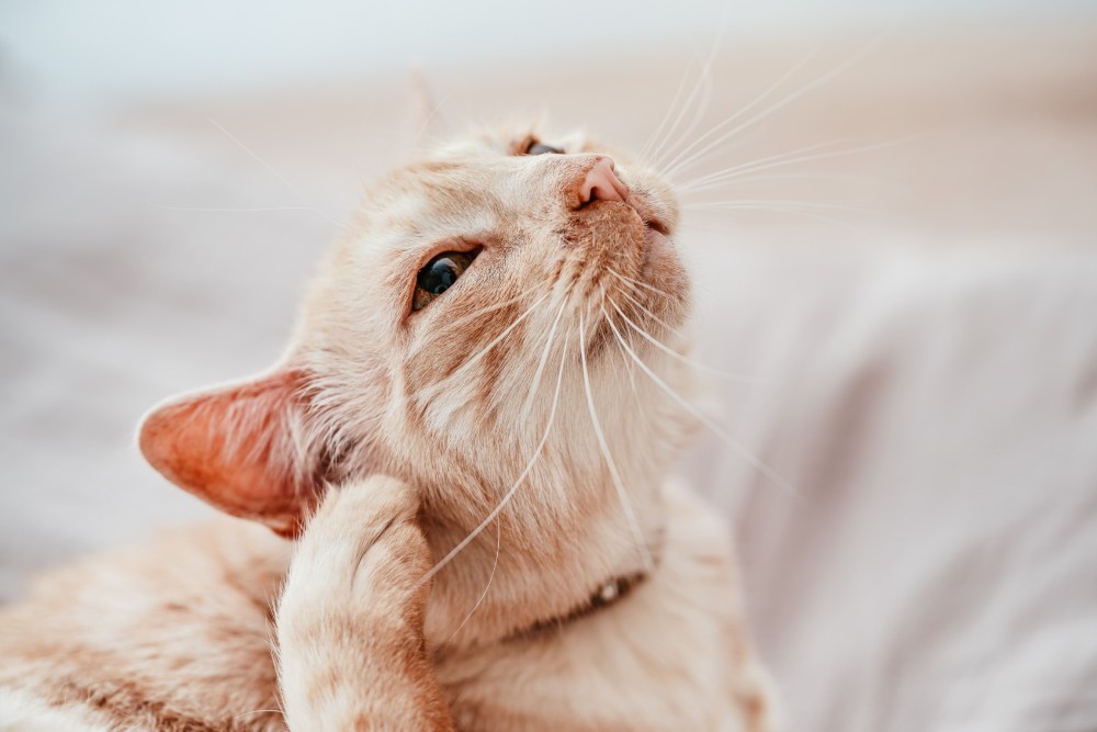 Beige or cream coloured older cat resting on bed and scratching his ear