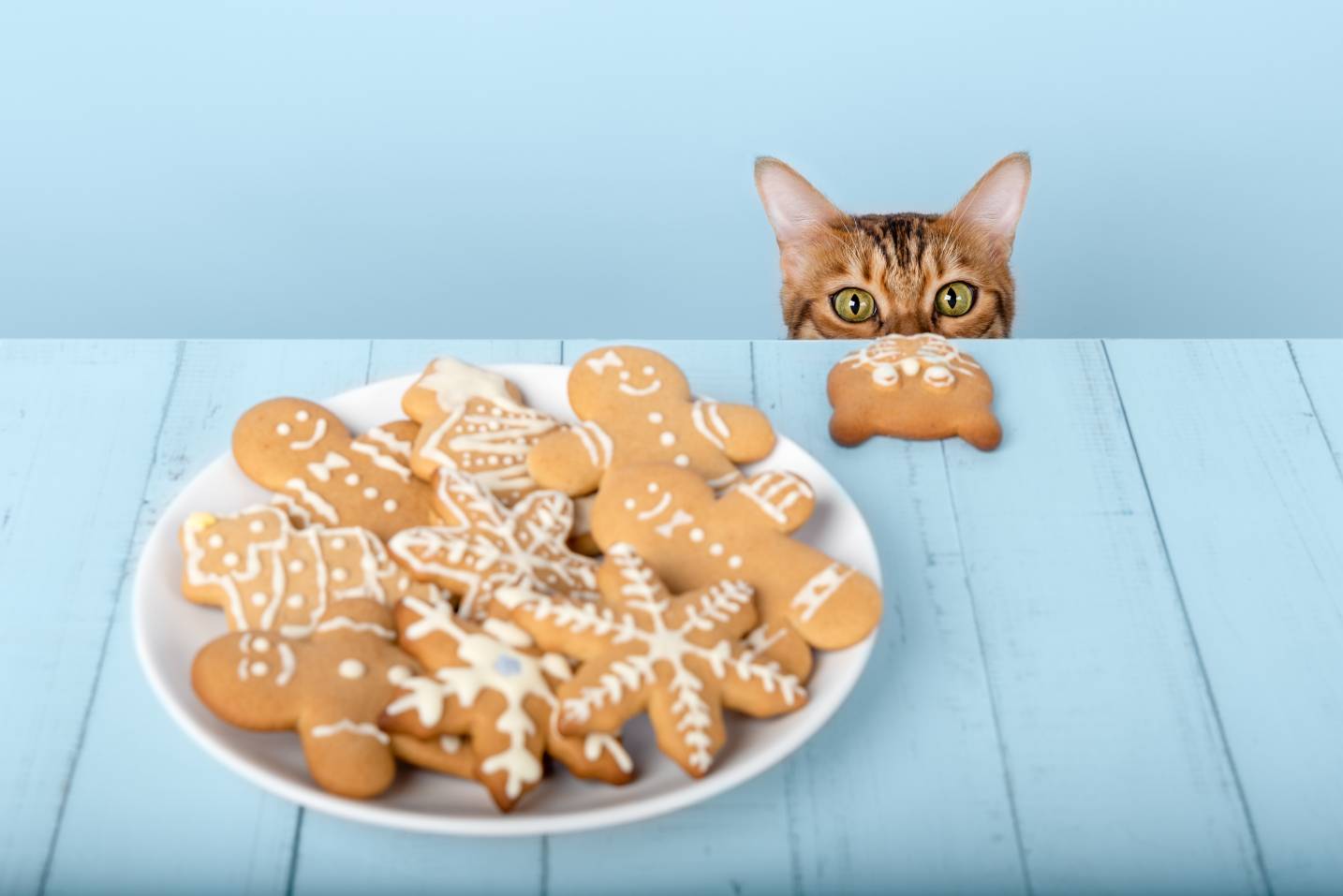 Bengal cat head peeks out from behind a table with Christmas cookies on a plate