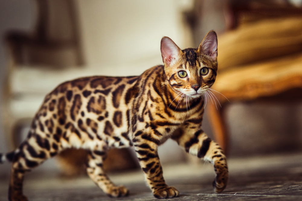 Bengal cat walking like a leopard sneaks
