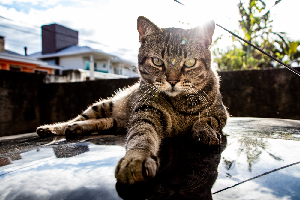 Brazilian Shorthair Cat Playing on the top of a black car