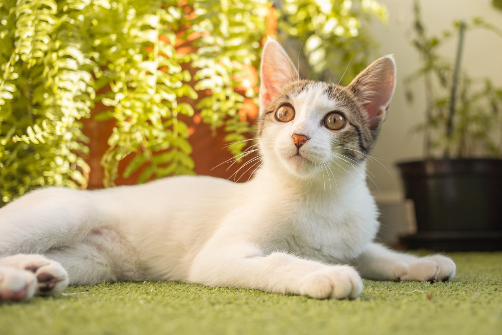 Brazilian Shorthair Kitten Cat lying on the gras