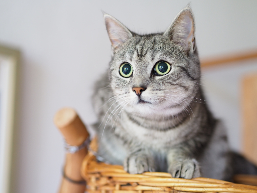 Brazilian Shorthair cat closeup