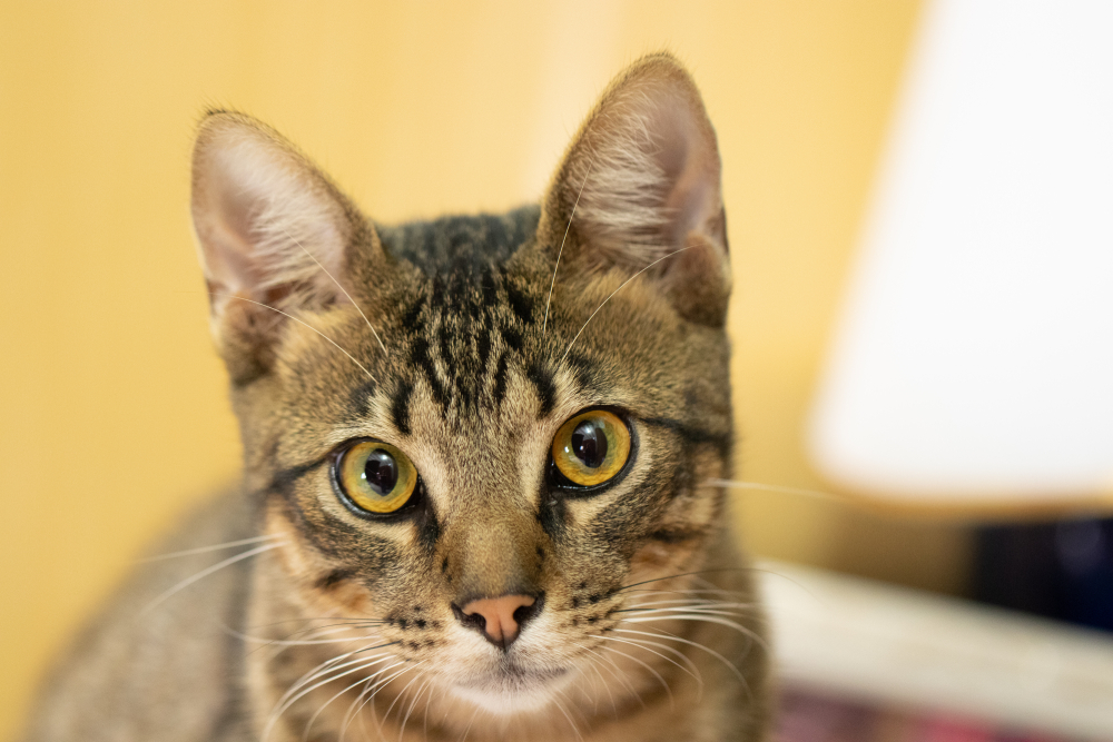 Brazilian Shorthair cat looking at the camera