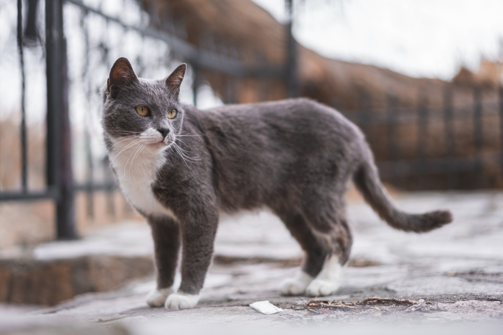 Brazilian shorthair cat outdoors