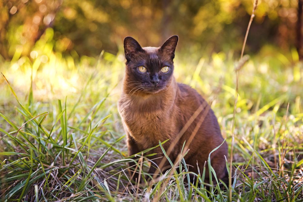 Brown Burmese cat in the garden outdoors