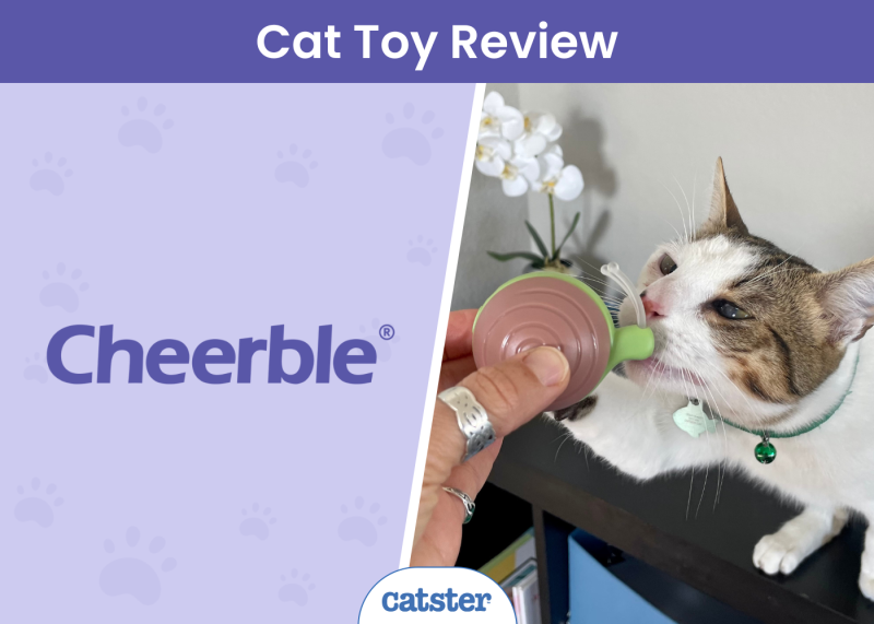CAT_SAPR_Cheerble Cat Toy