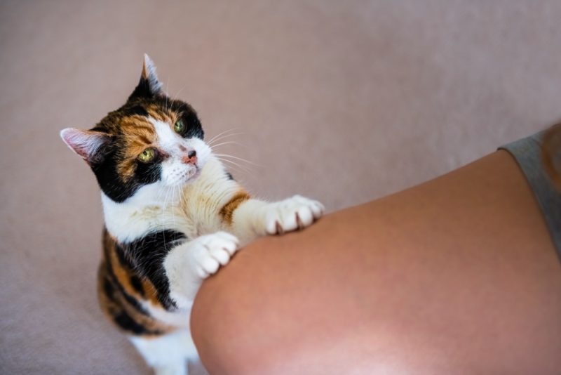 Calico cat standing up begging for treat asking for food scratching leg looking up