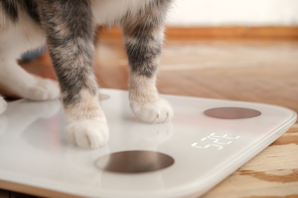 Cat paws stand on smart scales that makes bioelectric impedance analysis, BIA, body or weight fat measurement