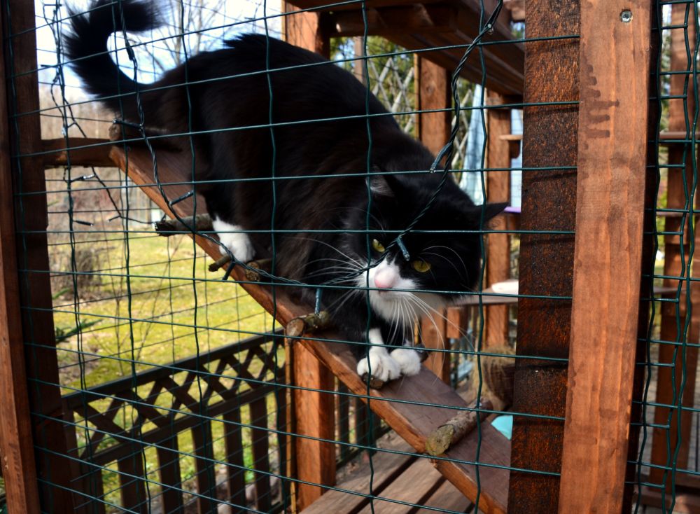 Cat spending play time in cat patio