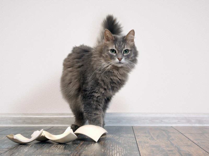 Cat with broken dishes or plates pieces on the floor