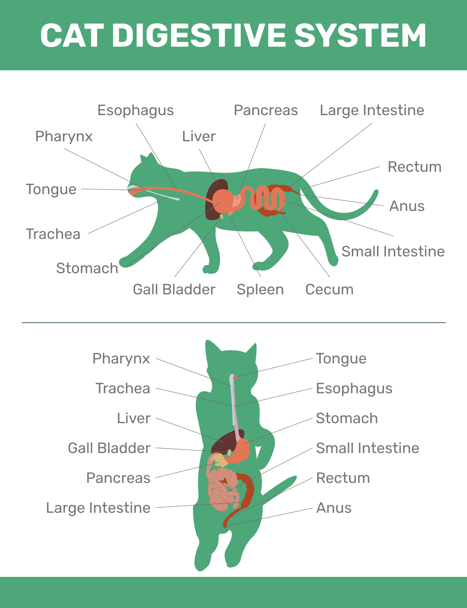 Cat_Digestive_System