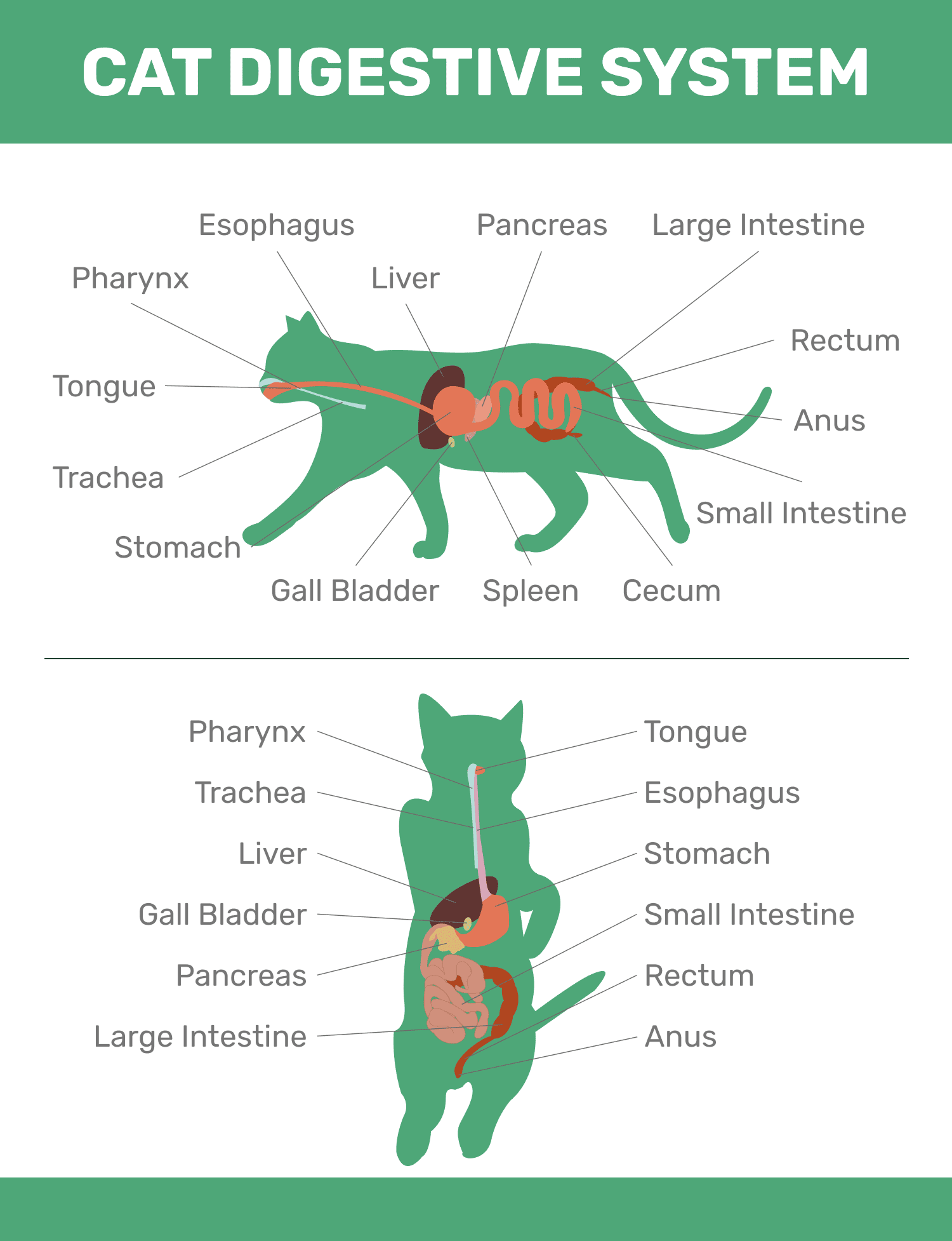The Unexpected Truth About Cat Digestive Systems - uu0el7r