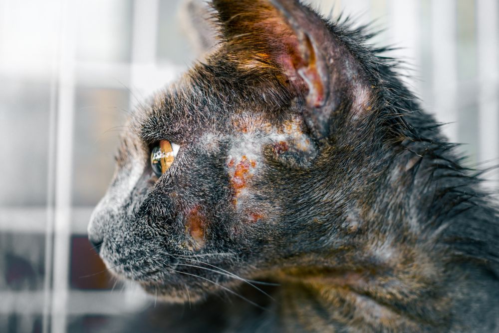 Close up of cat face allergic fungal skin disease or Atypical dermatitis or bacteria infections