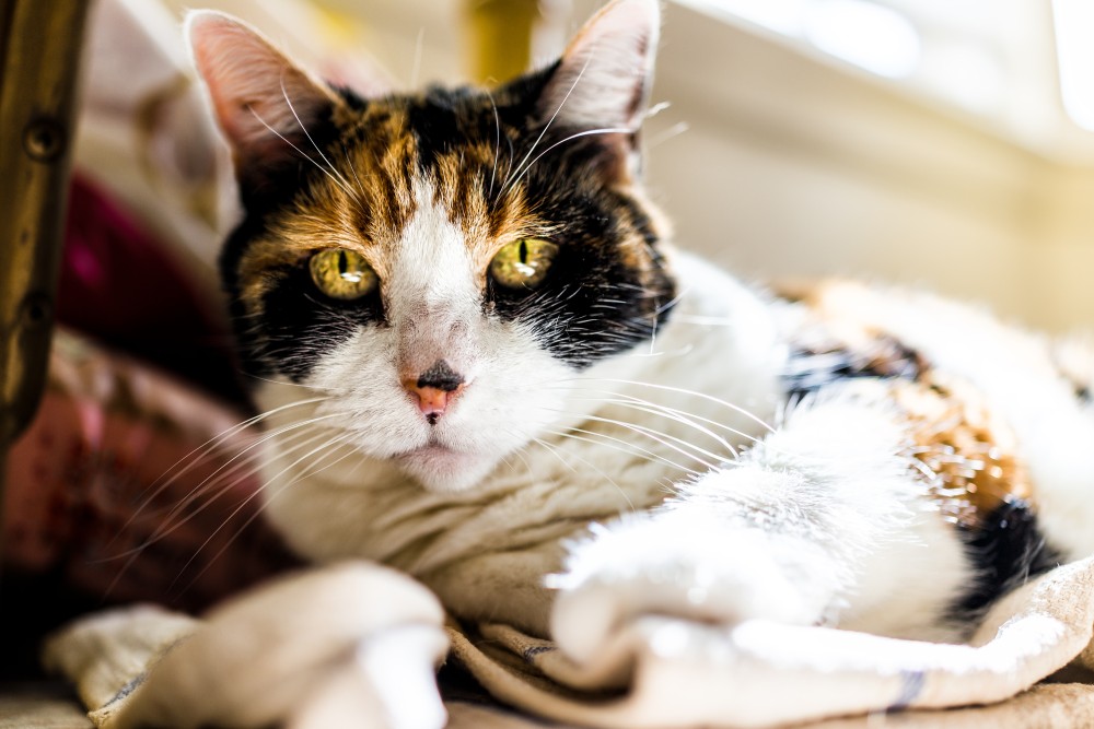 Closeup of calico cat on kitchen towels under table on floor