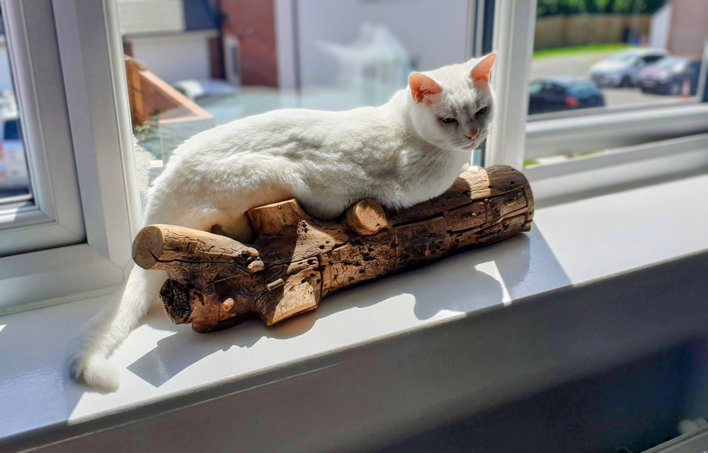 Clutch sleeping on a log